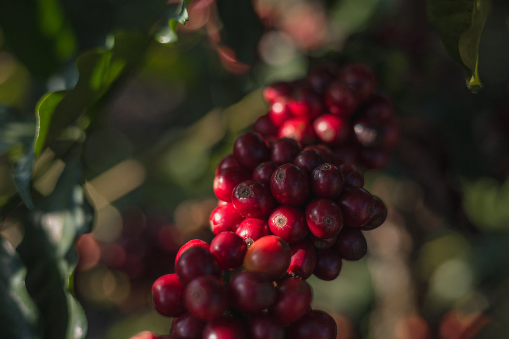 Brazil - Sertao Natural