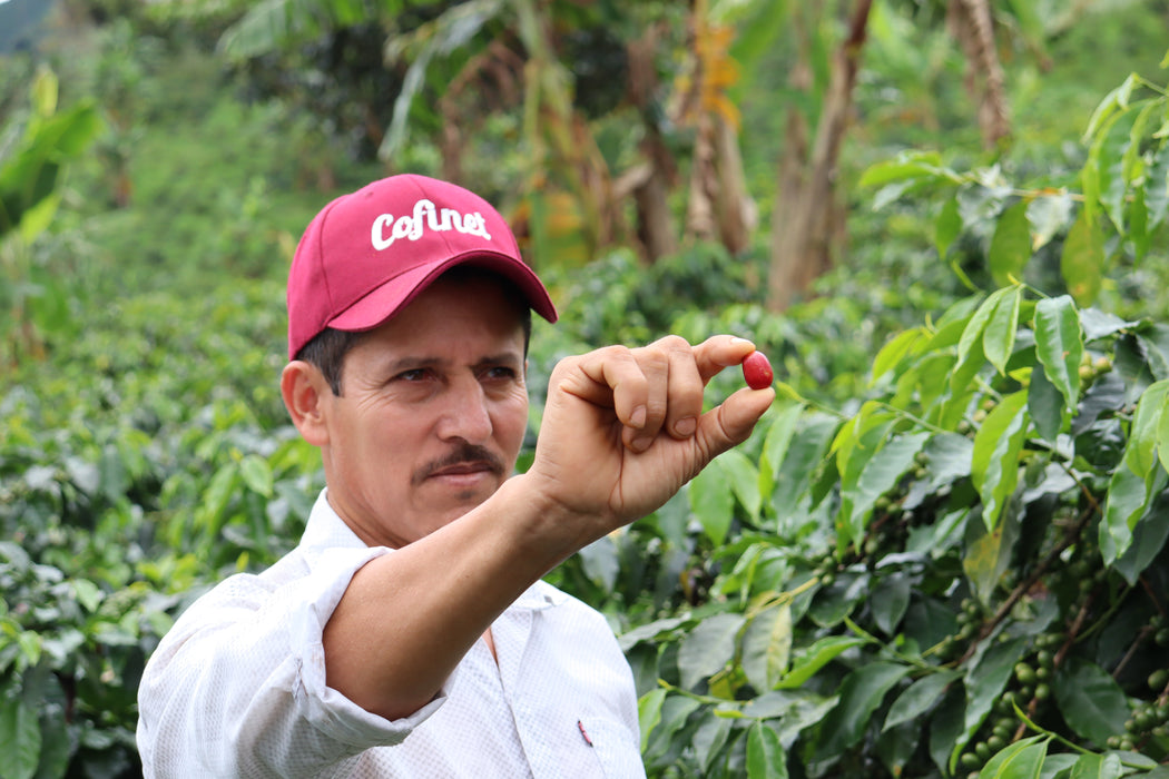 Colombia - Villa Betulia Yirgacheffe Natural (Limited Edition)