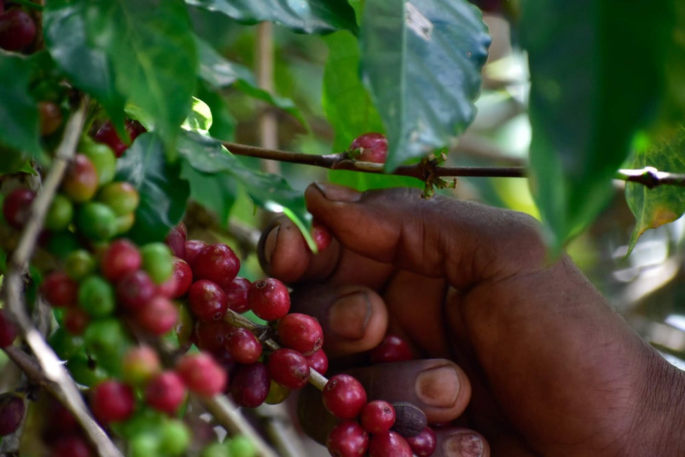 boji ethiopia coffee cherries