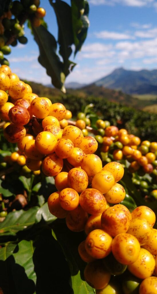 Yellow Topázio coffee cherry