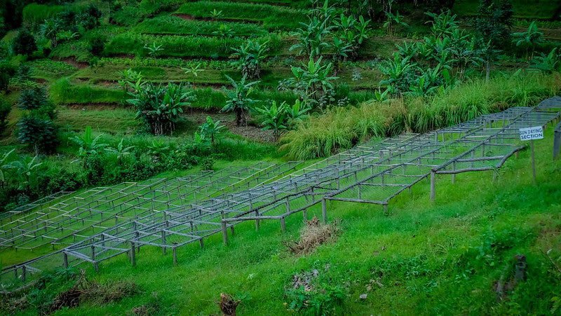 Rwanda coffee farm