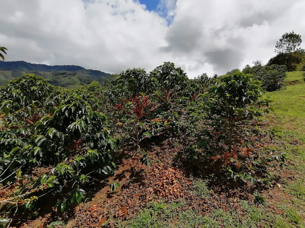 El Mirador Colombia Anaerobic Coffee farm