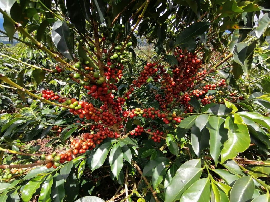 El Mirador Colombia Anaerobic Coffee plants-min
