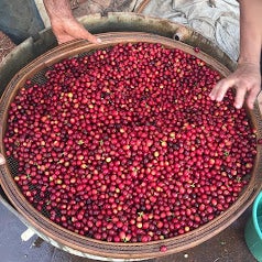 Red Catuai coffee from Brazil