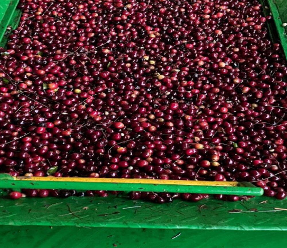 Fatima Costa Rica Honey Anaerobic coffee bean cherry
