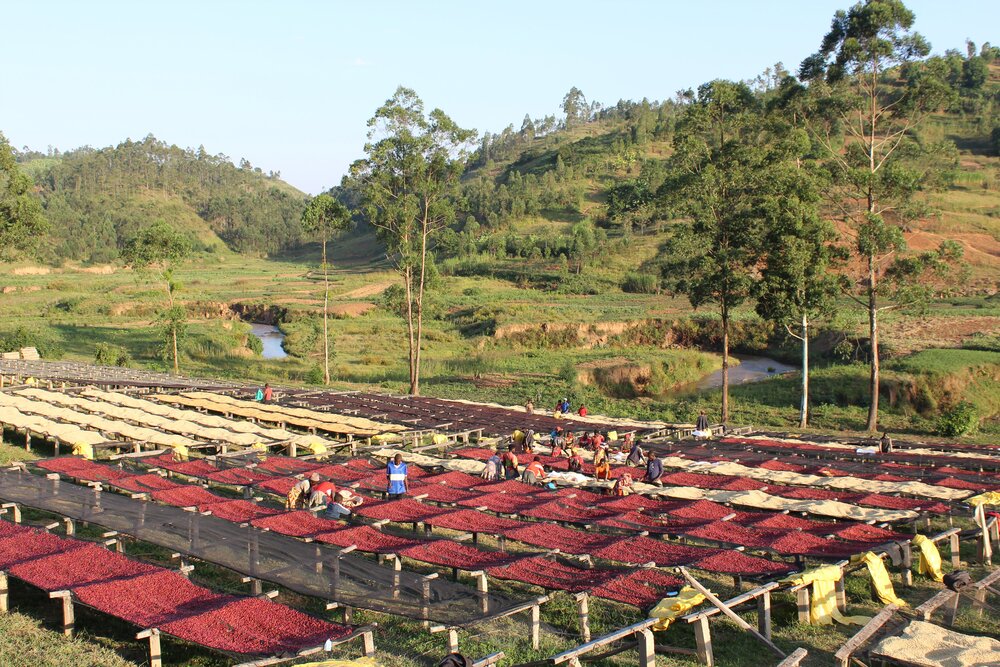 Gakenke Burundi Natural Coffee Beans farm