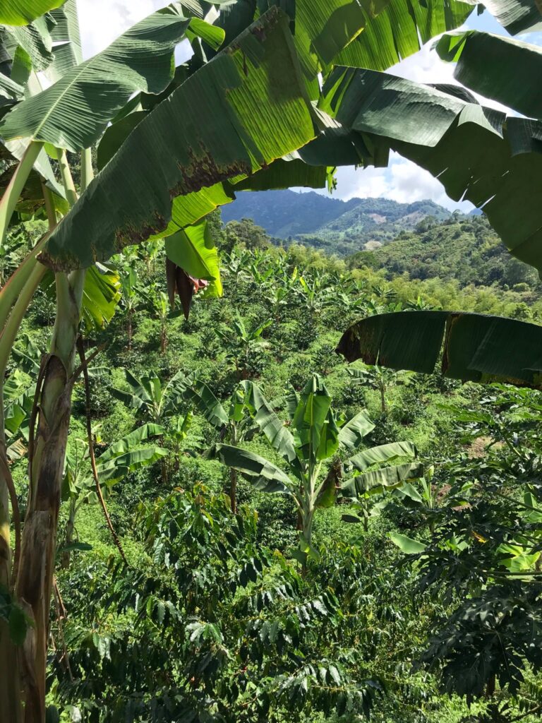 Horizonte Verde Colombia Geisha coffee farm