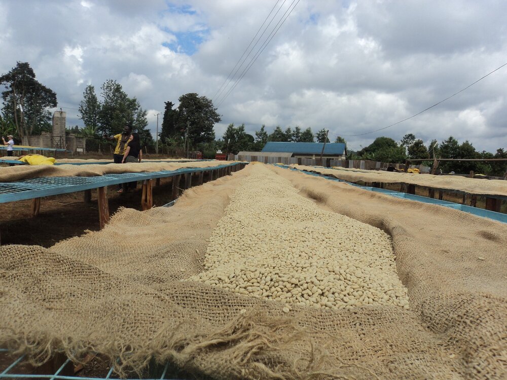Ichuga Nyeri Kenya coffee beans farm