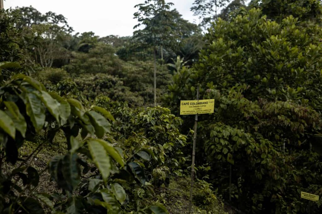 Coffee Tourism in Colombia