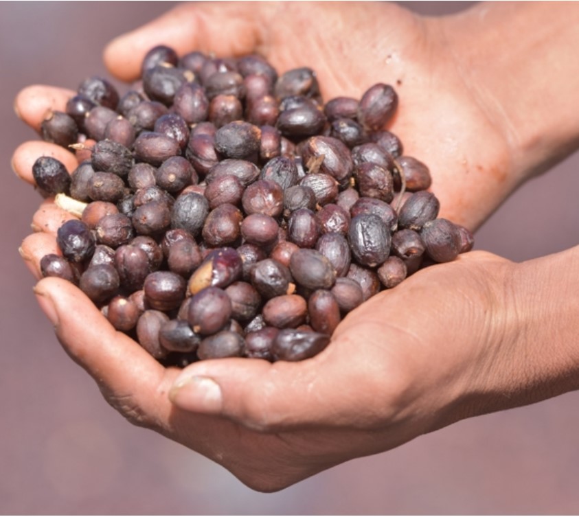 Marcala Honduras Organic coffee farms