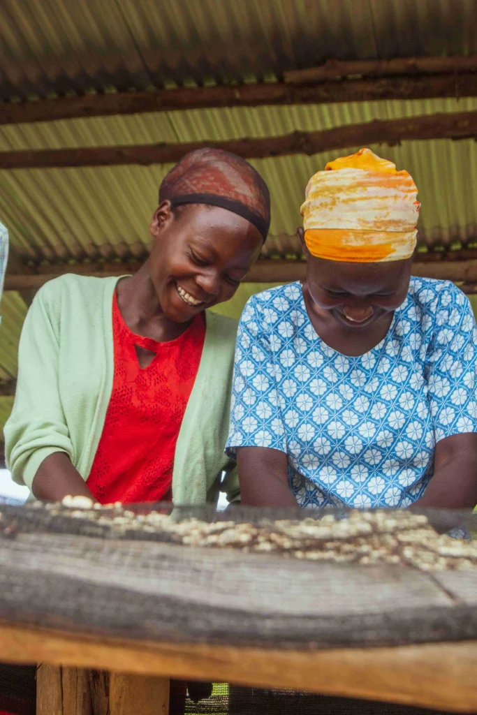 Sorting Rwanda coffee beans